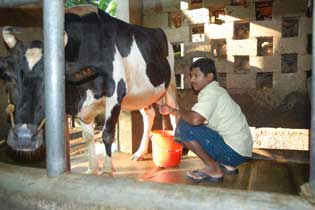 Milking the Cow